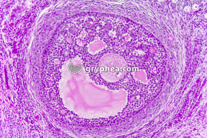Ovaire de Lapine - follicule de De Graaf x40 - gryphea.org